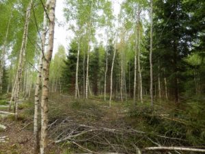 Iespēja pieteikties atbalstam mežsaimniecībā vairākās aktivitātēs